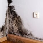 Expert procedure for Mold Remediation