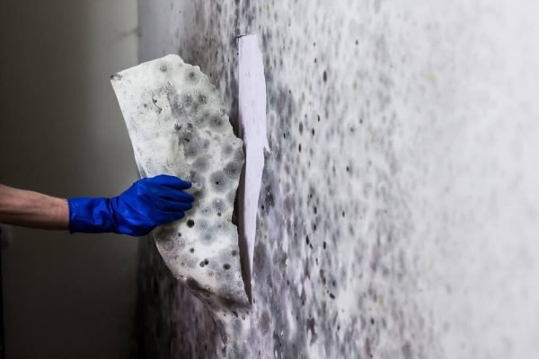 imgi_150_mold-inspection-scam imgi_150_mold-inspection-scam